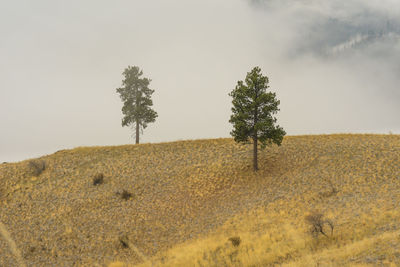 Ponderosa pine tree with fog rolling through