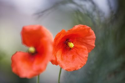 Close-up of red poppy against blurred background