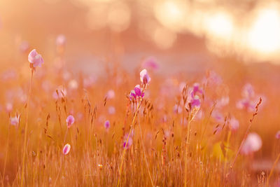 Close-up of purple flowering plants on field