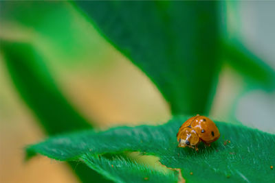 Close-up of ladybug on leaf