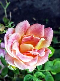 Close-up of pink rose