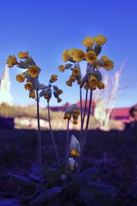 Close-up of flowering plant against blue sky