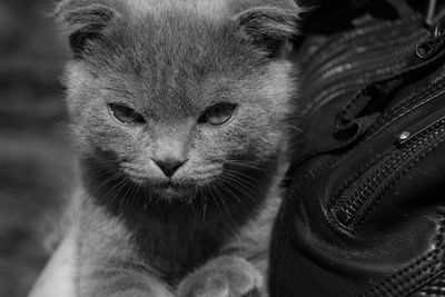 Close-up portrait of cat with eyes