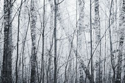 Bare trees in forest