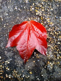High angle view of red maple leaf on water