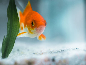 Close-up of fish swimming in sea