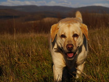 Portrait of dog on field
