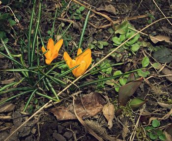 Close-up of yellow crocus on field