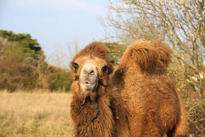 Portrait of hairy camel standing on field