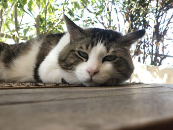 Close-up of cat resting