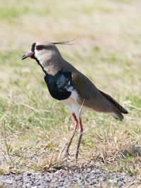 Side view of lapwing bird outdoors