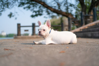 Close-up of a dog