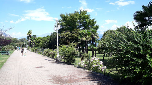 Rear view of people walking on road amidst trees against sky