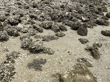 Full frame shot of sand on field