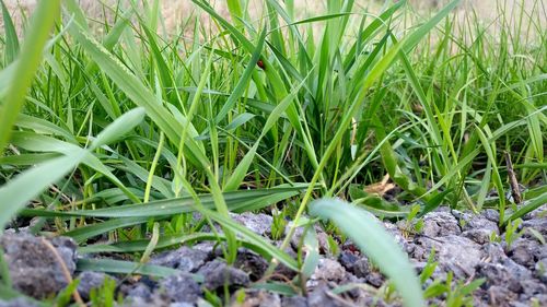 Close-up of grass growing on grassy field