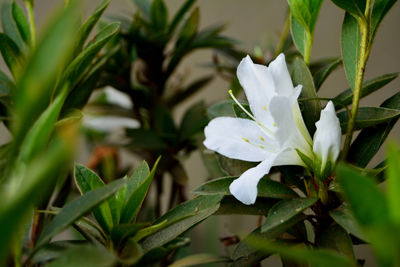 Close-up of white flowers