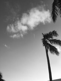 Low angle view of silhouette coconut palm tree against sky