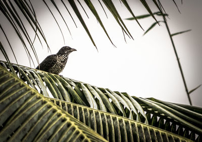 Low angle view of bird perching on roof