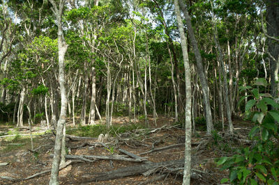 Trees in forest