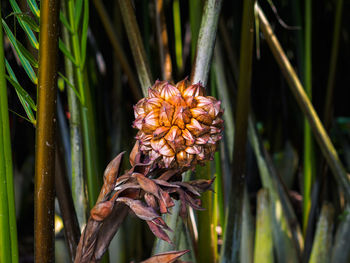 Close-up of wilted flower on plant