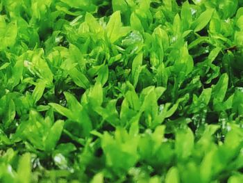 Full frame shot of plants