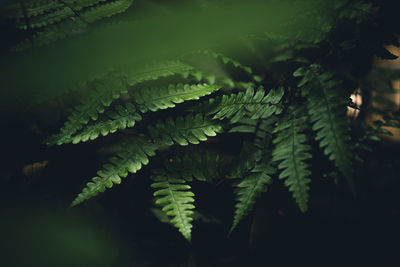 Close-up of fern leaves