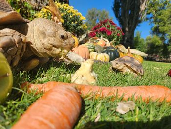 Tortoise picnic