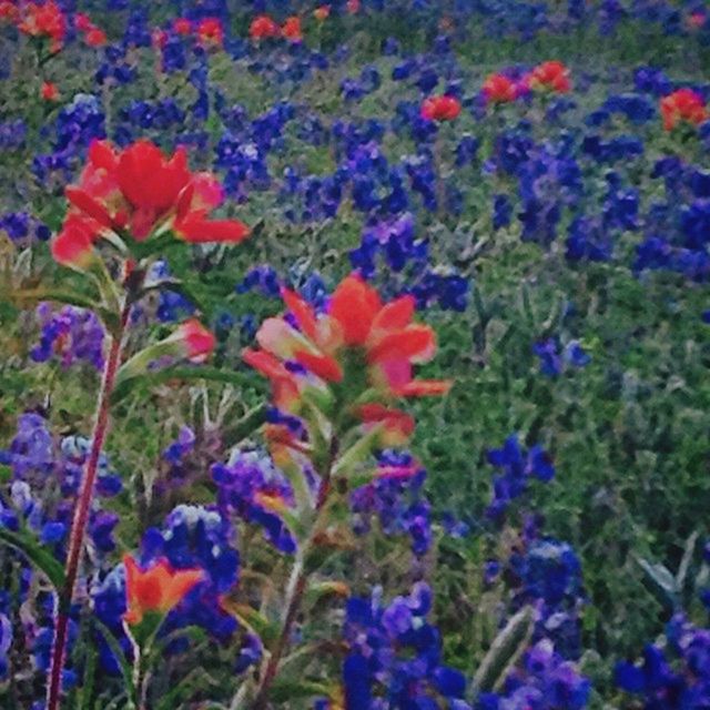 CLOSE-UP OF PINK FLOWERS BLOOMING IN PARK