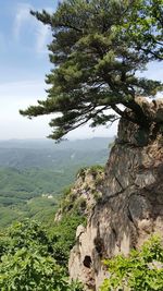 Tree on mountain against sky