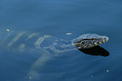 Varanus salvator wild animal in the city he lost way .