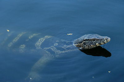 Varanus salvator wild animal in the city he lost way .