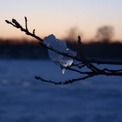 Close-up of frozen branch against sky