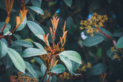 Close-up of orange leaves on plant