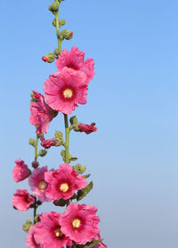 Low angle view of pink flowering plant against clear blue sky