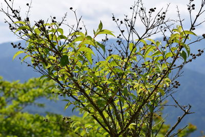 Low angle view of flowering plant against sky