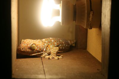 Close-up of lizard by illuminated electric bulb