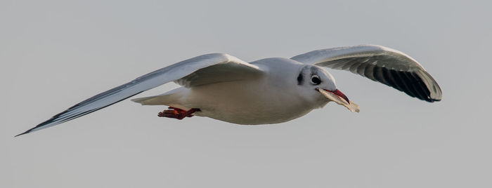 Low angle view of seagull flying