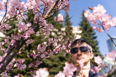 Man in sunglasses among branches blooming pink cherry blossom in city park in spring