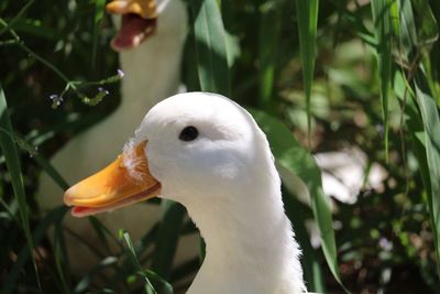 Close-up of white duck