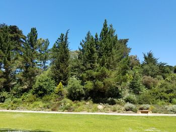 Trees on grassy field against blue sky