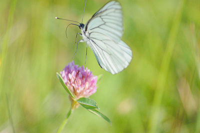 Close-up of butterfly on flower