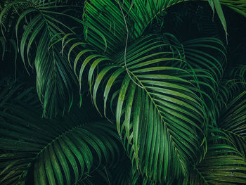 Full frame shot of palm tree leaves