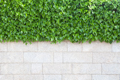 Ivy growing on wall