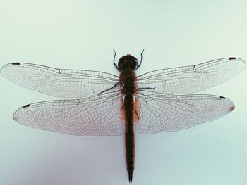 Close up of butterfly