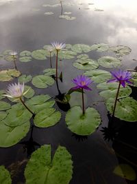 Close-up of lotus water lily in lake