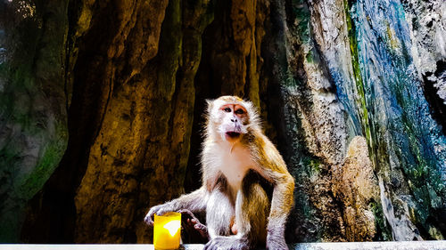 View of monkey on tree trunk against wall