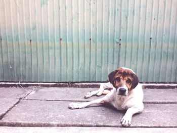 Portrait of dog sitting on sidewalk