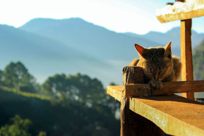 Tabby cat sleeping on wooden structure during sunny day
