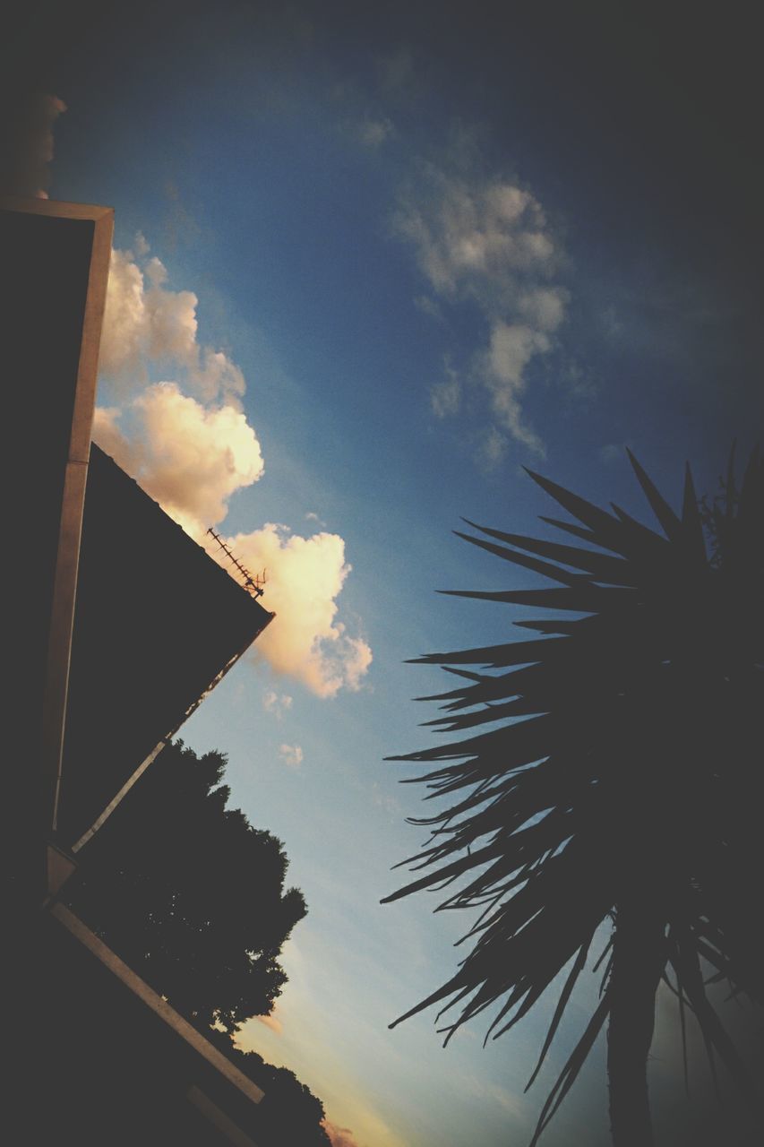 low angle view, sky, built structure, architecture, silhouette, building exterior, cloud - sky, sunset, tree, palm tree, cloud, building, growth, outdoors, nature, no people, dusk, tall - high, cloudy, sunlight