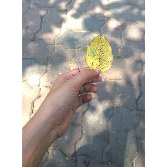 transfer print, person, auto post production filter, part of, holding, personal perspective, lifestyles, human finger, cropped, unrecognizable person, yellow, leaf, leisure activity, close-up, low section, day